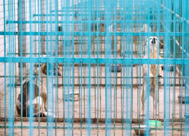 Sokak köpekleri için barınak. Kafeslerde sokak köpekleri.