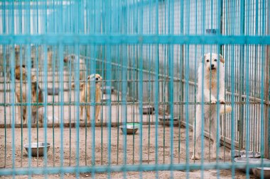 Sokak köpekleri için barınak. Kafeslerde sokak köpekleri.
