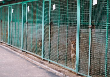 Sokak köpekleri için barınak. Kafeslerde sokak köpekleri.