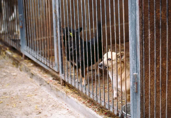 Shelter for stray dogs. Street dogs in cages.