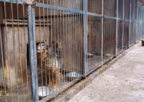 Shelter for stray dogs. Street dogs in cages. — Stock Photo, Image