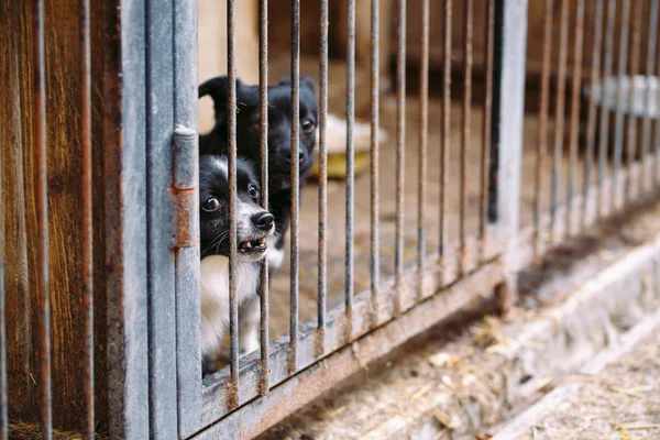 Shelter for stray dogs. Street dogs in cages. — Stock Photo, Image