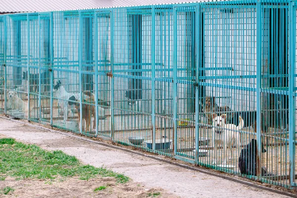 Refugio para perros callejeros. Perros callejeros en jaulas . — Foto de Stock