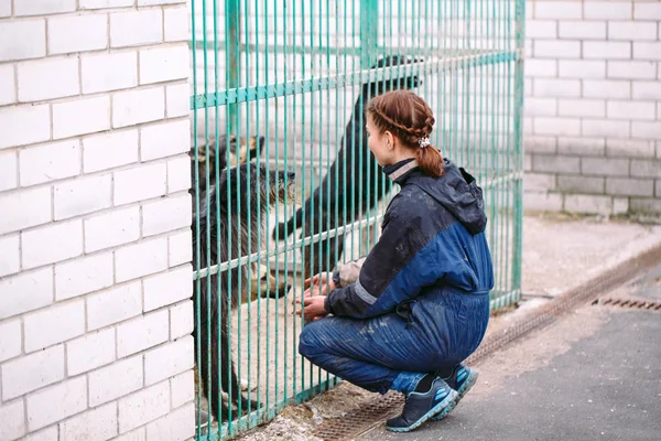 Dívka dobrovolníků v dětském pokoji pro psy. Útulek pro zatoulané psy. — Stock fotografie