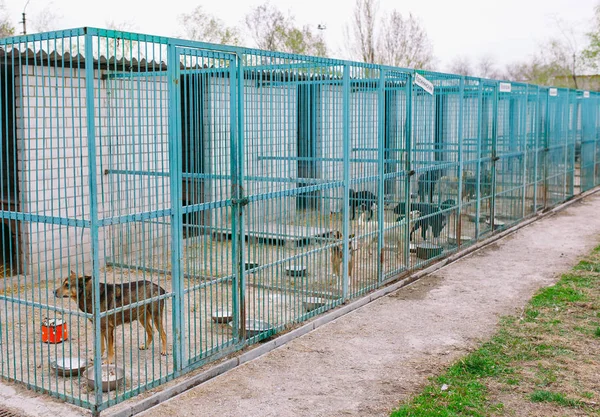 Shelter for stray dogs. Street dogs in cages.