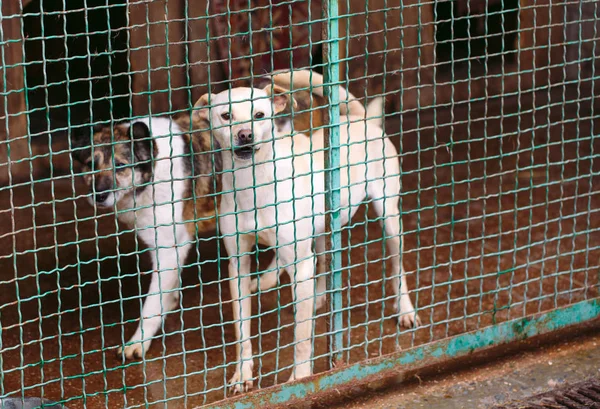 Shelter for stray dogs. Street dogs in cages.