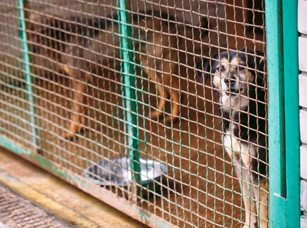 Shelter for stray dogs. Street dogs in cages.