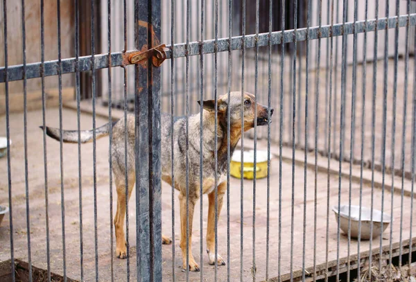 Shelter for stray dogs. Street dogs in cages. — Stock Photo, Image