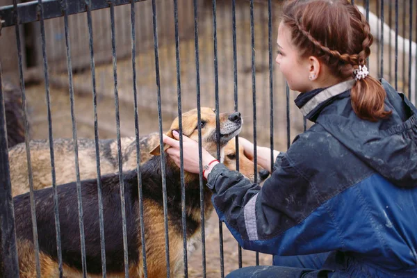 Dívka dobrovolníků v dětském pokoji pro psy. Útulek pro zatoulané psy. — Stock fotografie