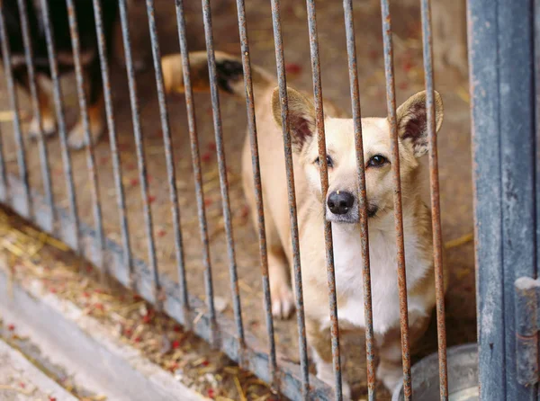 Shelter for stray dogs. Street dogs in cages. — Stock Photo, Image