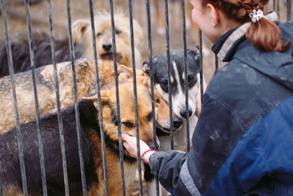 Kız çocuk odası Köpekler için gönüllü. Sokak köpekleri için barınak. — Stok fotoğraf