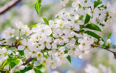 Bahçede açan meyve ağacı. Bahar zamanı.