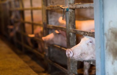 Büyük üreme domuz çiftliği Iç görünümü.