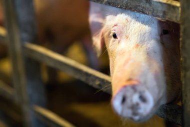 Büyük üreme domuz çiftliği Iç görünümü.