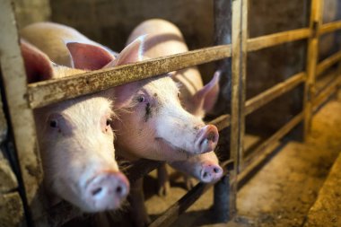 Büyük üreme domuz çiftliği Iç görünümü.