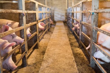 Büyük üreme domuz çiftliği Iç görünümü.