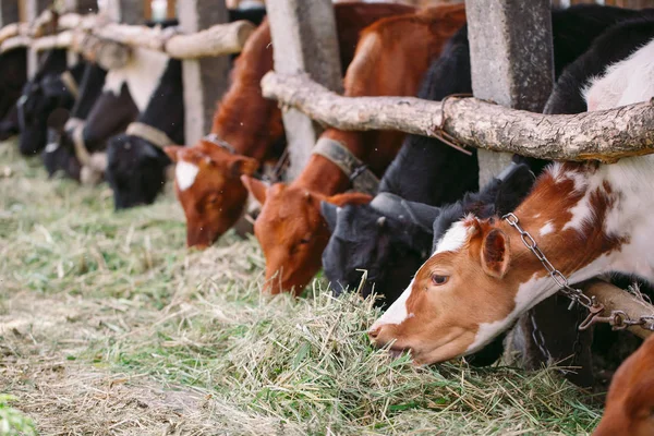 Mezőgazdasági ágazat, mezőgazdaság és állattenyésztési koncepció. csorda tehenek tehénistálló a tejüzem — Stock Fotó
