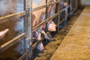 Büyük üreme domuz çiftliği Iç görünümü.