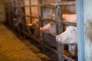 Büyük üreme domuz çiftliği Iç görünümü.