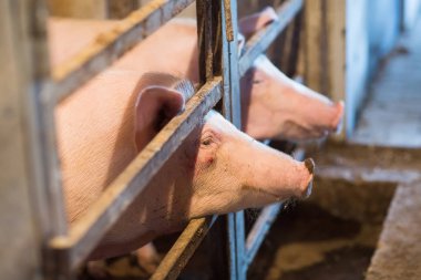 Büyük üreme domuz çiftliği Iç görünümü.