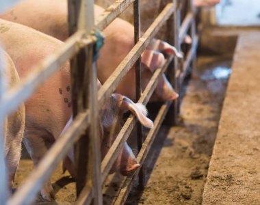 Büyük üreme domuz çiftliği Iç görünümü.