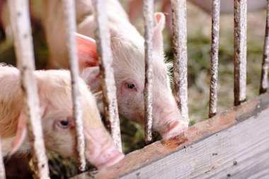 Büyük üreme domuz çiftliği Iç görünümü.