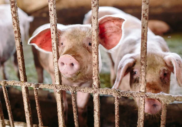 Büyük üreme domuz çiftliği Iç görünümü.