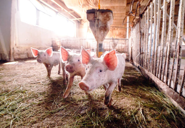 Вид изнутри большой племенной пиговой фермы
.