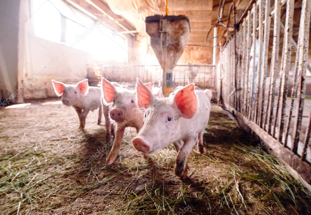 View of Inside of Big breeding pig farm.