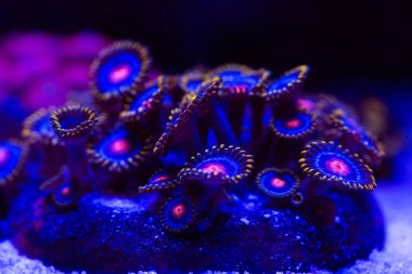 Bir Deniz Akvaryumu güzel ve renkli mercanlar.