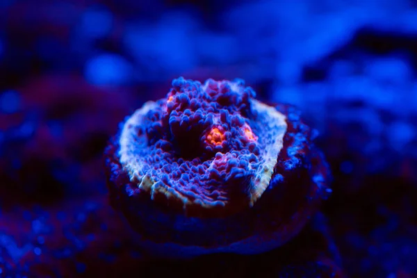 Красивые и красочные кораллы в морском аквариуме . — стоковое фото