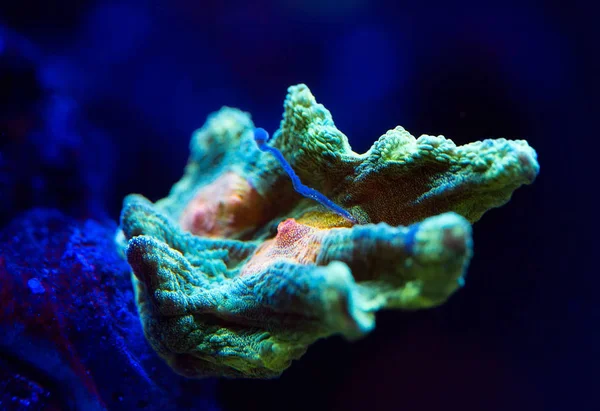 海洋水族館で美しくカラフルなサンゴ. — ストック写真