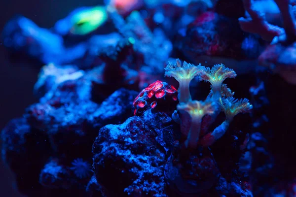 Wunderschöne und farbenfrohe Korallen in einem Meerwasseraquarium. — Stockfoto