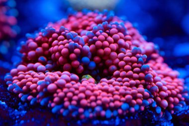 Anemon. Bir Deniz Akvaryumu güzel ve renkli mercanlar.