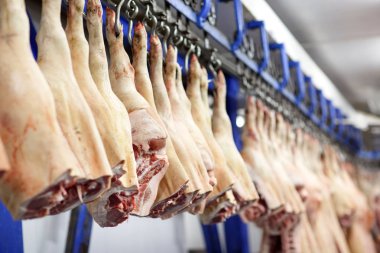 Pig carcasses cut in half stored in refrigerator room of food processing plant. clipart