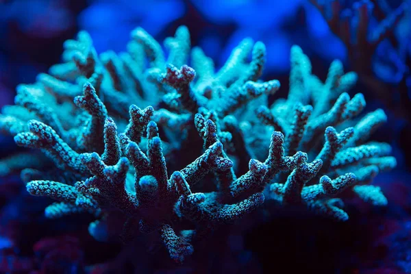 Wunderschöne und farbenfrohe Korallen in einem Meerwasseraquarium. — Stockfoto