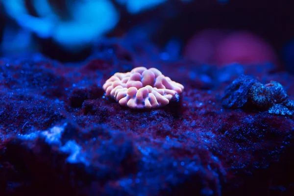 海洋水族館で美しくカラフルなサンゴ. — ストック写真