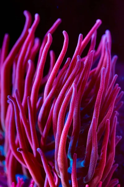 Anemonen. wunderschöne und farbenfrohe Korallen in einem Meerwasseraquarium. — Stockfoto