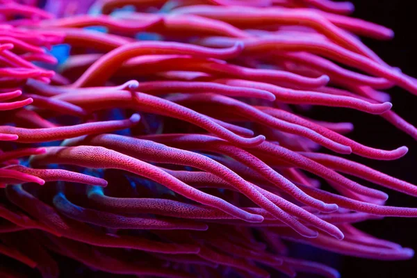 Anemonen. wunderschöne und farbenfrohe Korallen in einem Meerwasseraquarium. — Stockfoto