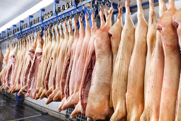 Pig carcasses cut in half stored in refrigerator room of food processing plant