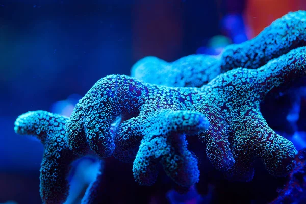 Wunderschöne und farbenfrohe Korallen in einem Meerwasseraquarium. — Stockfoto