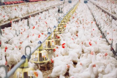 Kapalı tavuk çiftliği, tavuk besleme, büyüyen Broiler tavuk için çiftlik