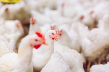 Kapalı tavuk çiftliği, tavuk besleme, büyüyen Broiler tavuk için çiftlik