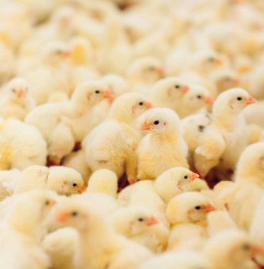 Kapalı tavuk çiftliği, tavuk besleme, büyüyen Broiler tavuk için çiftlik