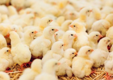 Kapalı tavuk çiftliği, tavuk besleme, büyüyen Broiler tavuk için çiftlik