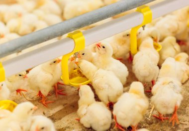 Kapalı tavuk çiftliği, tavuk besleme, büyüyen Broiler tavuk için çiftlik