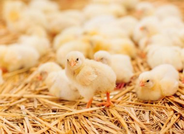 Kapalı tavuk çiftliği, tavuk besleme, büyüyen Broiler tavuk için çiftlik