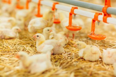 Kapalı tavuk çiftliği, tavuk besleme, büyüyen Broiler tavuk için çiftlik