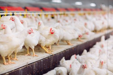 Kapalı tavuk çiftliği, tavuk besleme, büyüyen Broiler tavuk için çiftlik
