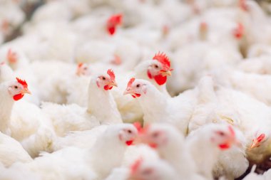 Kapalı tavuk çiftliği, tavuk besleme, büyüyen Broiler tavuk için çiftlik